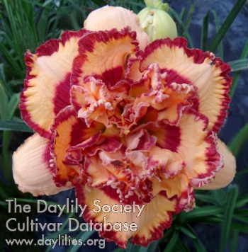 Daylily More to the Story